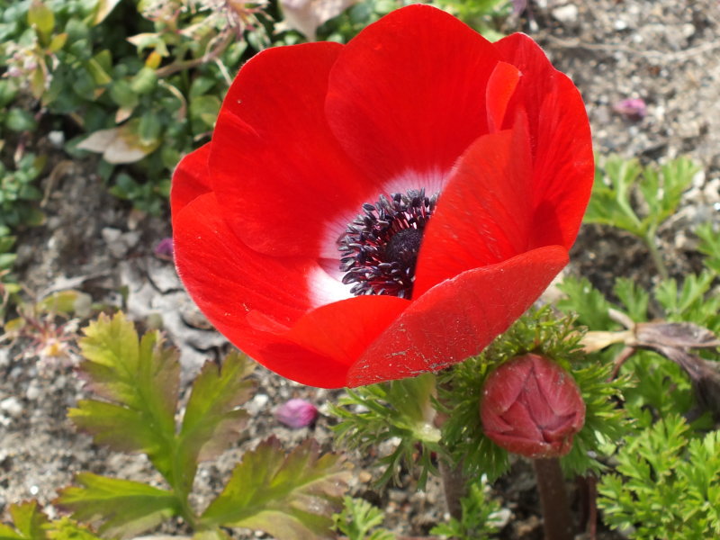 花の図鑑と写真集