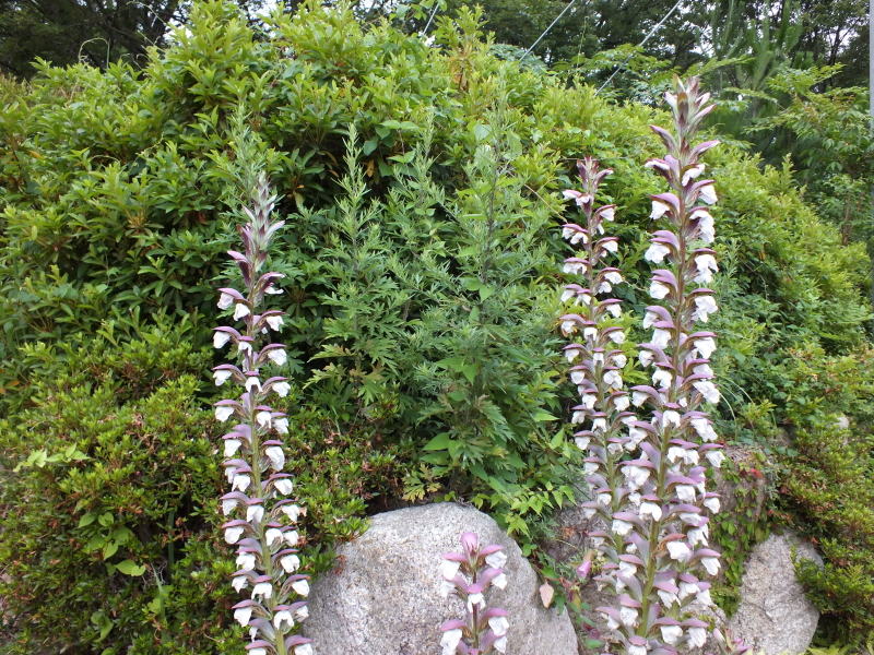 花の図鑑と写真集