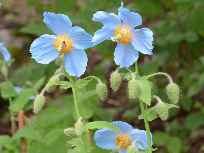 花の図鑑と写真集