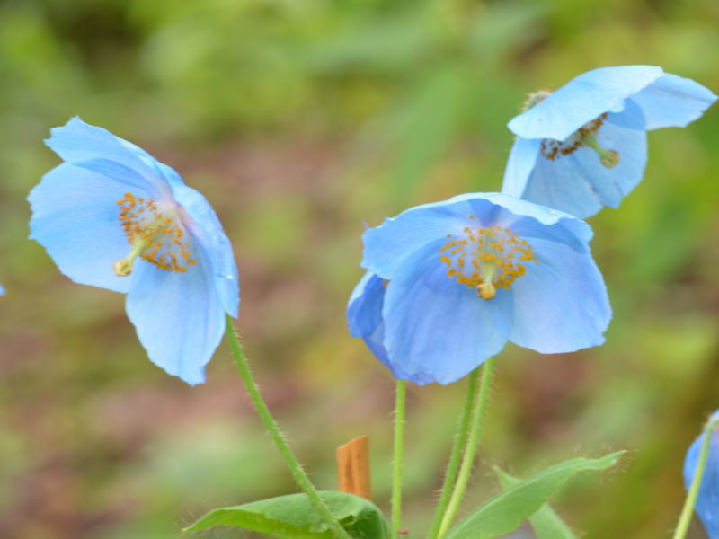 花の図鑑と写真集