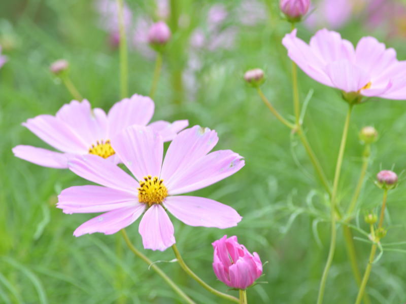 花の図鑑と写真集