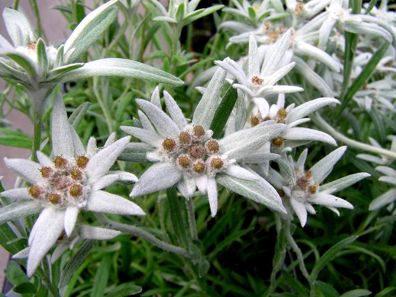 花の図鑑と写真集