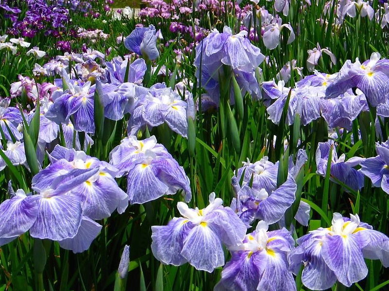 花の図鑑と写真集 花の図鑑と写真集