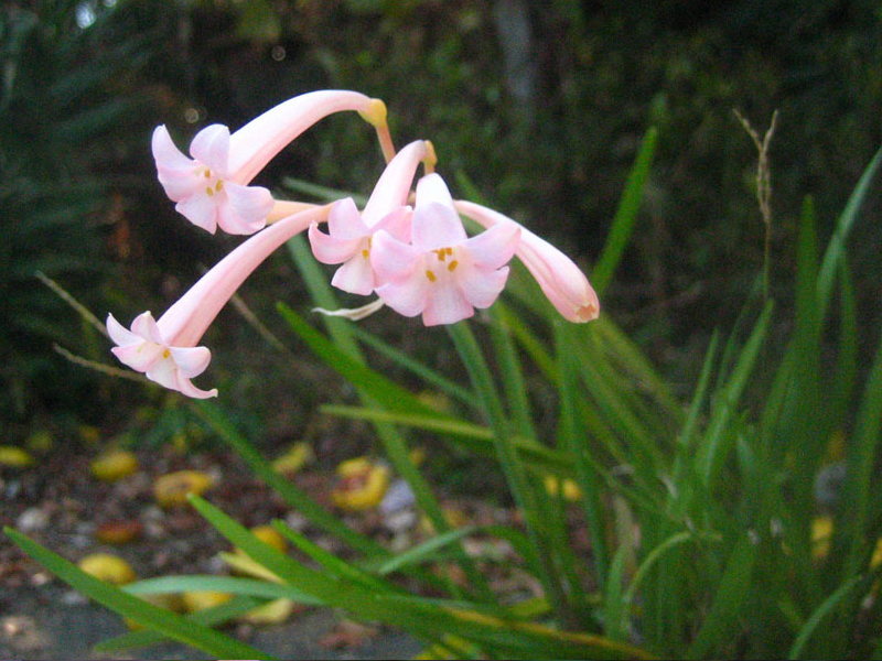 花の図鑑と写真集 花の図鑑と写真集