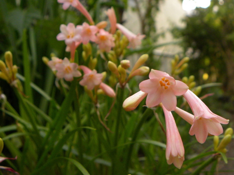花の図鑑と写真集 花の図鑑と写真集