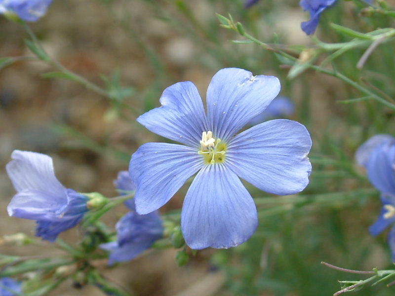 花の図鑑と写真集