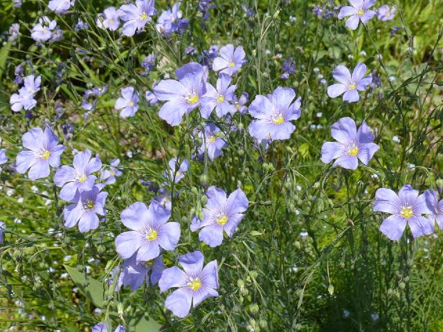 花の図鑑と写真集