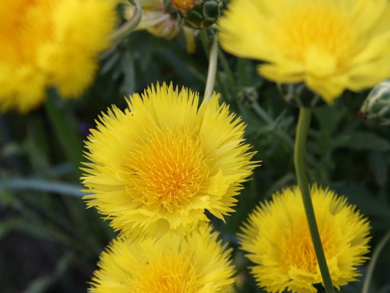 花の図鑑と写真集