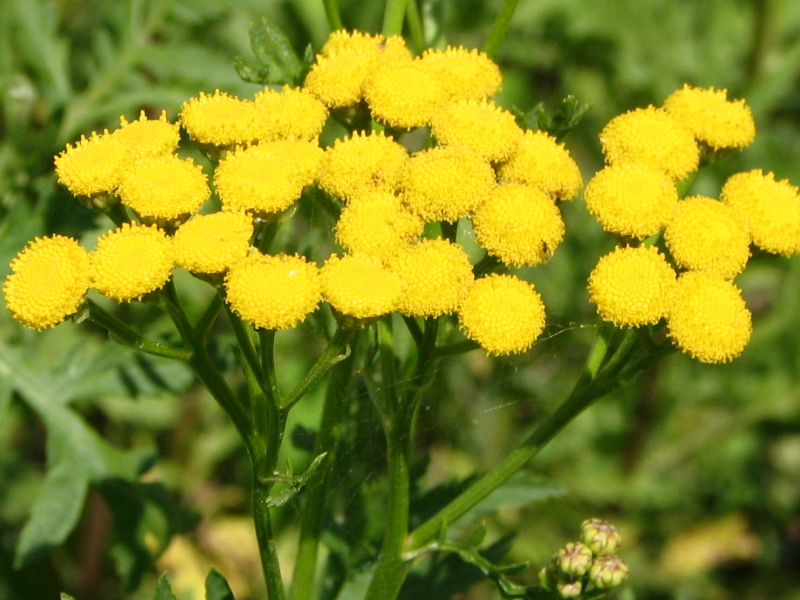 花の図鑑と写真集 花の図鑑と写真集