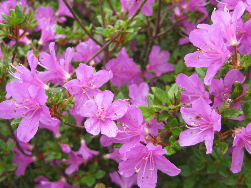 花の図鑑と写真集