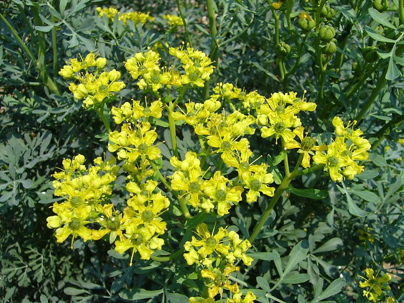 花の図鑑と写真集 花の図鑑と写真集