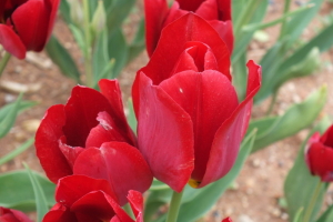 花が大好きな素人写真集 japanese flower